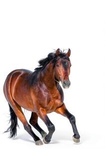Deeds Publishing Kindle Short Read Horse Riding Guide 20‑Page PDF-0