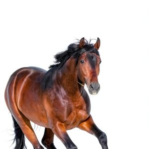 Deeds Publishing Kindle Short Read Horse Riding Guide 20‑Page PDF-0